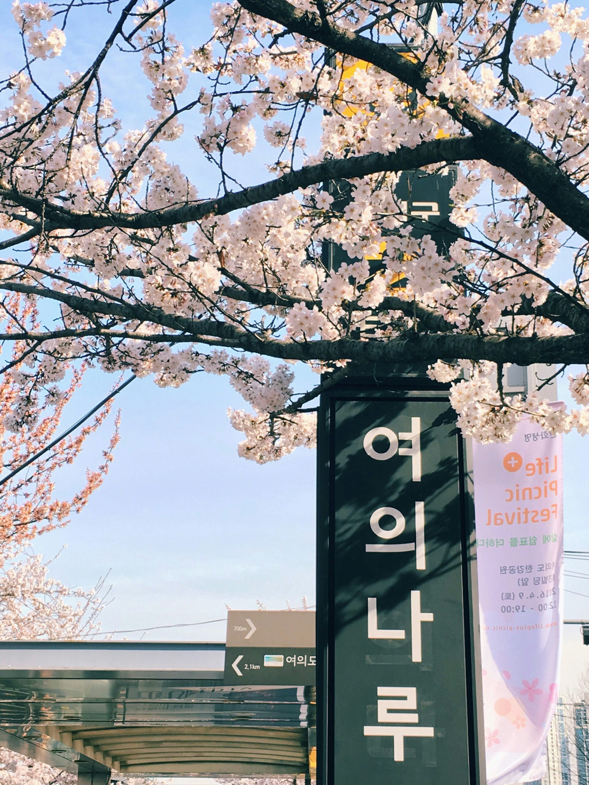 Cerezos en Yeouido