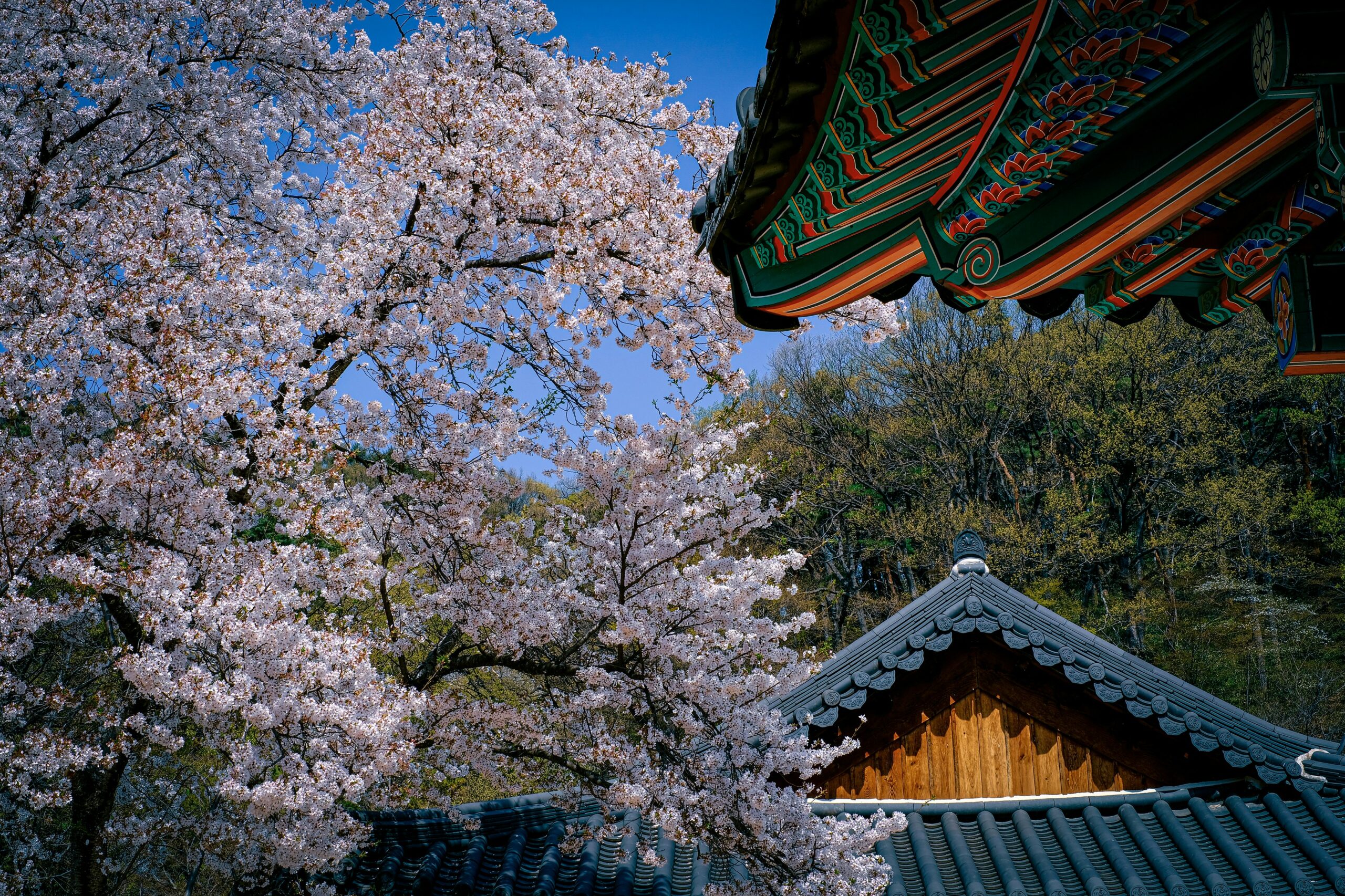 Cerezos en flor en Corea